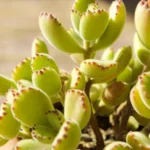 What Animals Eat Succulents? Identifying the Creatures That Snack on Your Succulent Plants