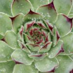 How to Get Rid of Mealybugs on Succulent Plants