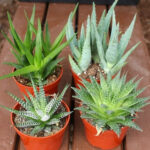 Cactus That Looks Like an Aloe Plant: What’s the Difference?
