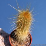 Bergerocactus