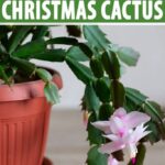 Light Requirements for Christmas Cactus: Understanding the Best Lighting for Healthy Christmas Cactus