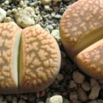 How Big Do Lithops Get: Understanding the Size and Growth of Lithops Plants