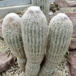Espostoa