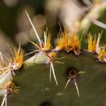 Spikes on a Cactus: Understanding the Function of Cactus Spines