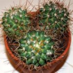 White Fungus on Cactus: Identifying and Treating Fungus on Your Cactus