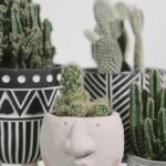Do You Have to Water a Cactus? The Surprising Truth