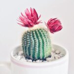 Cactus How to Grow: A Beginner’s Guide to Growing Healthy Cacti from Scratch
