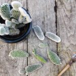 Cutting and Replanting Cactus: How to Successfully Propagate Cacti by Cutting