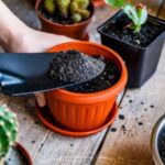 Fertilizer for Cactus Plants: The Best Fertilizers for Thriving Cacti