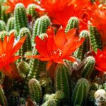 Cactus Flower Fragrance Oil: Scent of the Desert