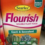 Best Plant Food for Cactus to Keep Them Thriving