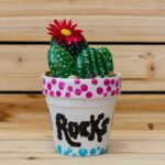 Create a Stunning Rock Garden with Cactus