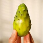 Can You Eat Cactus Fruit Seeds? The Truth About Cactus Fruit and Its Seeds