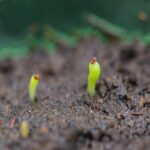 How to Grow Cactus from Seed: The Best Tips for Growing Cactus from Scratch