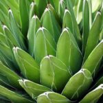 How Fast Does Agave Grow? Understanding the Growth Rate and Care of Agave Plants