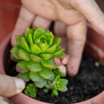 How to Pot Cactus: The Best Techniques for Potting and Caring for Your Cactus