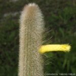 Cephalocleistocactus