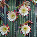Cereus
