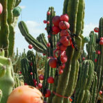 Peruvian Apple Cereus Peruvianus: How to Grow and Care for This Unique Cactus