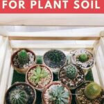 Chicken Grit for Plants: How to Use Chicken Grit for Healthy Plants