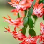 Christmas Cactus Light Up: How to Make Your Christmas Cactus Shine This Holiday Season