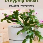 Buds on Christmas Cactus? Here’s What Happens Next