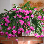 What Do You Feed a Christmas Cactus for Vibrant Flowers?