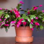 Christmas Cactus Blooming in February: Why Your Christmas Cactus is Blooming Out of Season