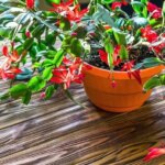 Does Christmas Cactus Like Full Sun? Light Requirements Explained