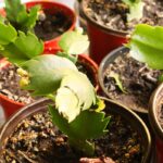 Do Cactus Like Coffee Grounds: The Pros and Cons of Using Coffee Grounds for Cactus