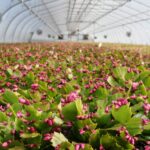 Zygo Cactus Indoor or Outdoor? Where to Grow Your Zygo Cactus for Best Results