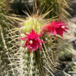 Cleistocactus