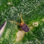 Pictures of Clover Mites: How to Identify and Deal with Clover Mites in Your Cactus