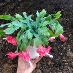 Are Coffee Grounds Good for Christmas Cactus: Debunking the Myths About Coffee Grounds