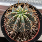 Can Cacti Survive Winter? A Guide to Cold-Tolerant Cactus Varieties