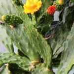 Consolea