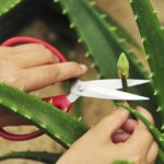 Cutting an Aloe Vera Plant: Best Practices for Success