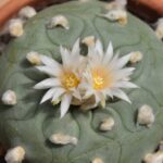 Lophophora Diffusa vs Williamsii: The Key Differences Between These Peyote Cactus Varieties