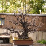 Can You Cut Roots When Repotting? What You Need to Know About Pruning Roots During Repotting