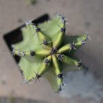 Types of Columnar Cactus That Will Elevate Your Landscape