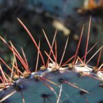 Do Prickly Pears Have Thorns? What You Should Know