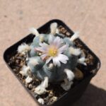 Is It Legal to Grow Peyote? Understanding the Legalities of Growing Peyote Cactus