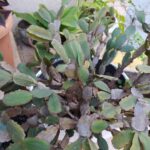 Christmas Cactus Leaves Turning Purple and Limp: How to Fix This Common Problem