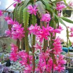 Disocactus