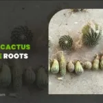 Does a Cactus Have Roots? The Amazing Truth