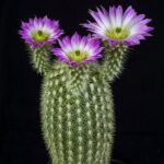 Echinocereus