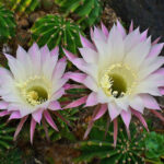 Echinopsis
