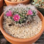 Cactus with a Pink Top: The Vibrant Beauty Explained