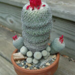 Epithelantha