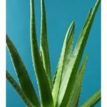 How to Grow Aloe Vera from a Cutting: Easy Steps